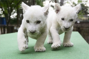 Fehér oroszlánkölykök érkeztek az abonyi állatkertbe