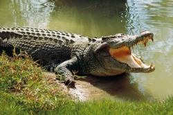 Szállítás közben megfulladt 124 krokodil Mexikóban